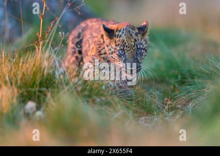 Indischer Leopard (Panthera pardus fusca), Jungtier auf der Wiese Stockfoto