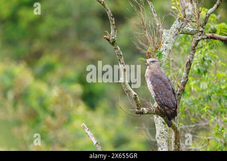 Graubrust-Schlangenadler, Fasciated Snake-Eagle, Southern Banded Snake Eagle, Southern Banded Snake-Eagle, Southern Banded Snake-Eagle, Circaetus fasc Stockfoto