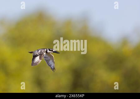 Graufischer, Eisvogel, kleiner Ratteneisvogel, Ratteneisvogel, (Ceryle rudis), Alcyon Pie, MartÌn Pescador PÌo Stockfoto