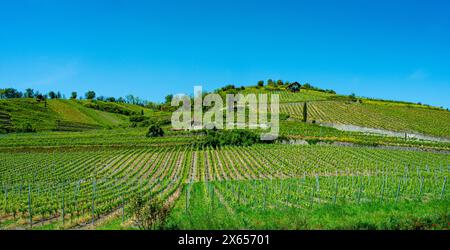 Weinberge bei Achkarren/Birkensohl, Kaiserstuhl. Breisgau, Baden-Württemberg, Deutschland, Europa Stockfoto