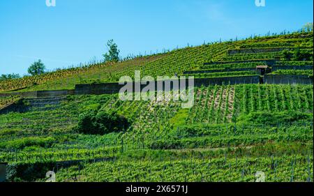 Weinberge bei Achkarren/Birkensohl, Kaiserstuhl. Breisgau, Baden-Württemberg, Deutschland, Europa Stockfoto