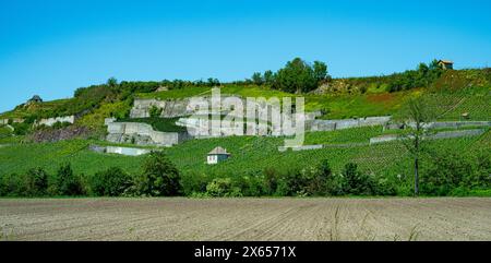 Weinberge bei Achkarren/Birkensohl, Kaiserstuhl. Breisgau, Baden-Württemberg, Deutschland, Europa Stockfoto