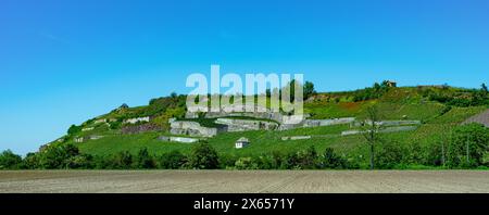 Weinberge bei Achkarren/Birkensohl, Kaiserstuhl. Breisgau, Baden-Württemberg, Deutschland, Europa Stockfoto