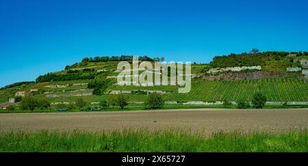 Weinberge bei Achkarren/Birkensohl, Kaiserstuhl. Breisgau, Baden-Württemberg, Deutschland, Europa Stockfoto