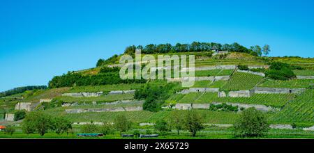 Weinberge bei Achkarren/Birkensohl, Kaiserstuhl. Breisgau, Baden-Württemberg, Deutschland, Europa Stockfoto