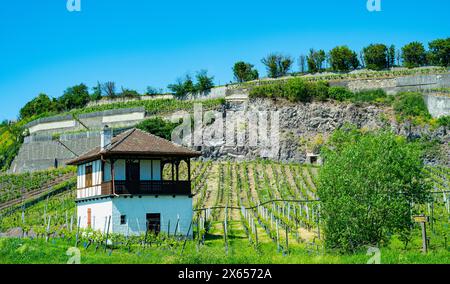 Weinberge bei Achkarren/Birkensohl, Kaiserstuhl. Breisgau, Baden-Württemberg, Deutschland, Europa Stockfoto