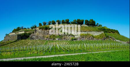 Weinberge bei Achkarren/Birkensohl, Kaiserstuhl. Breisgau, Baden-Württemberg, Deutschland, Europa Stockfoto