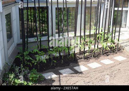 Tomatenpflanzen im Frühjahr Stockfoto