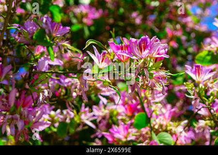 Blühende Blüten des Bauhinia purpurea-Baumes im Frühling Stockfoto