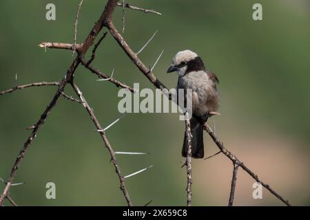 Nördliche Weißkronen-Garnele oder Weißkraut-Garnele, Eurocephalus ruppelli, Laniidae, Samburu-Nationalpark, Kenia, Afrika Stockfoto