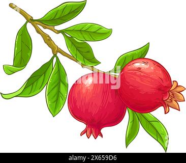 Granatapfelzweig Farbige Detaillierte Abbildung Stock Vektor