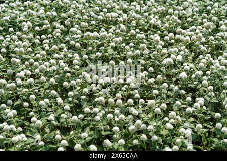 Ein Feld aus Weißer Globe Amaranth im hellen Sonnenlicht. Stockfoto