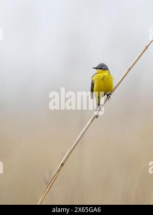 Gelber Bachtail (Motacilla flava) im Schilf, Seitenansicht Stockfoto