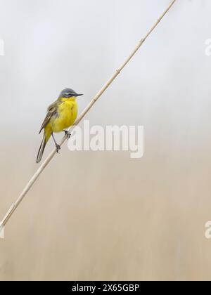 Gelber Bachtail (Motacilla flava) im Schilf, Seitenansicht Stockfoto