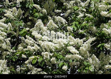 Vogelkirsche dichte Zweige der Baumspitze mit vielen blühenden weißen Blumen Vorderansicht Nahaufnahme Stockfoto