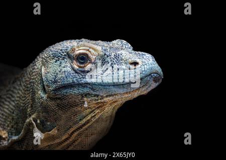 Ein Komodo-Drache, Varanus komodoensis, isoliert auf einem schwarzen Hintergrund mit Platz für Text. Die größte Eidechsenart, endemisch in der indonesischen isl Stockfoto