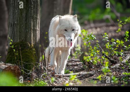 Ein weißer Wolf steht selbstbewusst neben einem hohen Baum in einem dichten Wald Stockfoto