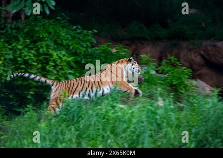 Tigermännchen schließen. Wildes adultes Tier im natürlichen Lebensraum Stockfoto