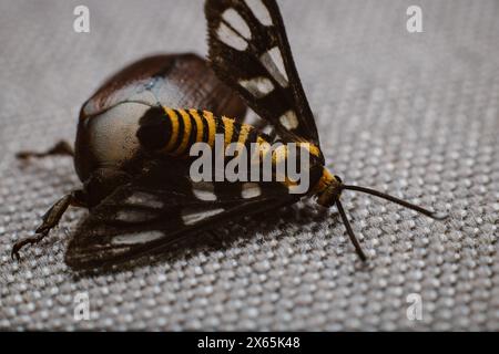 Sterbende Tigermotte oder Amata huebneri auf einem braunen Metallkäfer auf einem braunen Tuch. Stockfoto