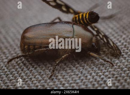 Sterbende Tigermotte oder Amata huebneri auf einem braunen Metallkäfer auf einem braunen Tuch. Stockfoto