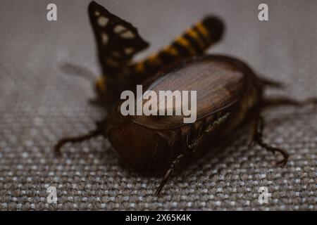 Sterbende Tigermotte oder Amata huebneri auf einem braunen Metallkäfer auf einem braunen Tuch. Stockfoto