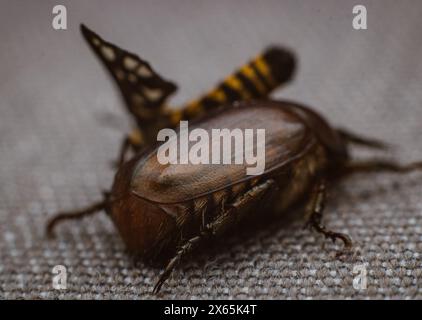 Sterbende Tigermotte oder Amata huebneri auf einem braunen Metallkäfer auf einem braunen Tuch. Stockfoto