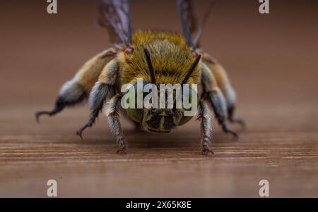 Vorderansicht der Blaubänderbienen oder Baggerbienen, einer Art von im Allgemeinen mittelgroßen bis sehr großen Bienen, die zur Gattung Amegilla gehören Stockfoto