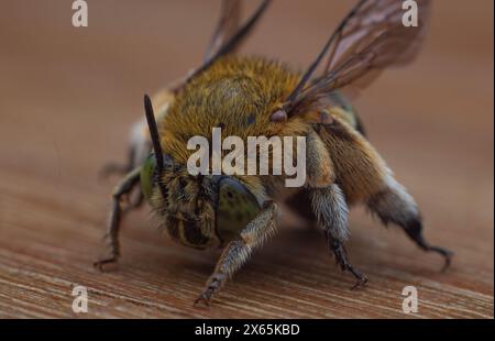 Vorderansicht der Blaubänderbienen oder Baggerbienen, einer Art von im Allgemeinen mittelgroßen bis sehr großen Bienen, die zur Gattung Amegilla gehören Stockfoto