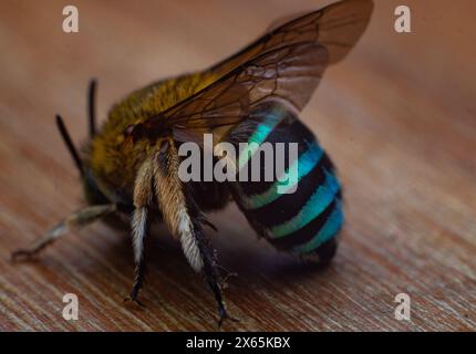 Side vie von Blaubänderbienen oder Grabbienen, einer Art von im Allgemeinen mittleren bis sehr großen Bienen, die zur Gattung Amegilla gehören Stockfoto