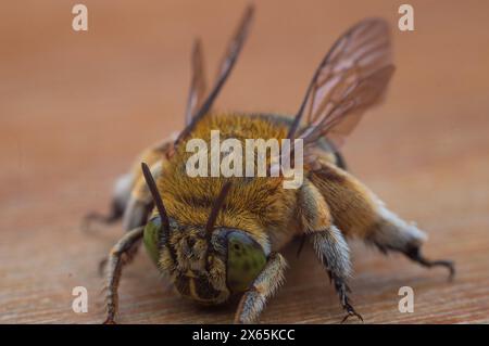 Vorderansicht der Blaubänderbienen oder Baggerbienen, einer Art von im Allgemeinen mittelgroßen bis sehr großen Bienen, die zur Gattung Amegilla gehören Stockfoto