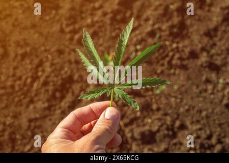 Agrarwissenschaftler untersucht die Entwicklung von Industriehanf (Cannabis Sativa), hält Blatt in der Hand, selektiver Fokus Stockfoto