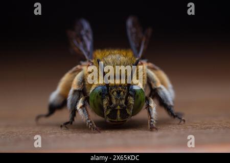 Vorderansicht der Blaubänderbienen oder Baggerbienen, einer Art von im Allgemeinen mittelgroßen bis sehr großen Bienen, die zur Gattung Amegilla gehören Stockfoto