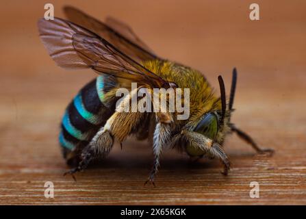 Side vie von Blaubänderbienen oder Grabbienen, einer Art von im Allgemeinen mittleren bis sehr großen Bienen, die zur Gattung Amegilla gehören Stockfoto