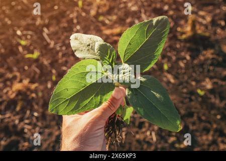 Landwirt-Agronomist, der Sonnenblumenkämling auf dem Feld hält, selektiver Fokus Stockfoto