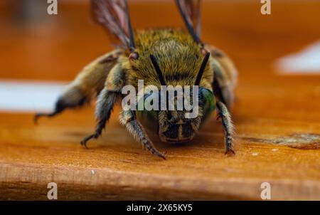 Vorderansicht der Blaubänderbienen oder Baggerbienen, einer Art von im Allgemeinen mittelgroßen bis sehr großen Bienen, die zur Gattung Amegilla gehören Stockfoto