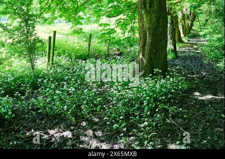 Wilder Knoblauch, der im Frühling im Wald wächst Stockfoto