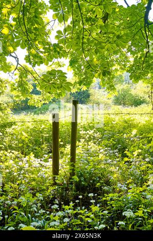 Stacheldrahtzaun und überhängende Baumzweige im Frühling Stockfoto