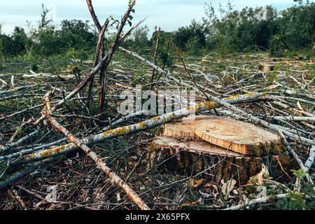 Abholzung, ausgedehnte Landschaft des ehemaligen Waldes mit Baumstümpfen und Ästen nach dem Abholzen von Bäumen, selektiver Fokus Stockfoto