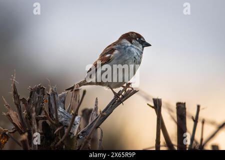 Haussperling auf einem Ast vor dem blauen Sonnenuntergangshimmel Stockfoto