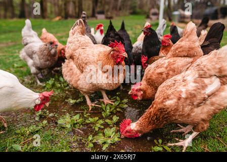 Nahaufnahme von auburn-Hühnchen, das mitten in der Futterherde steht Stockfoto