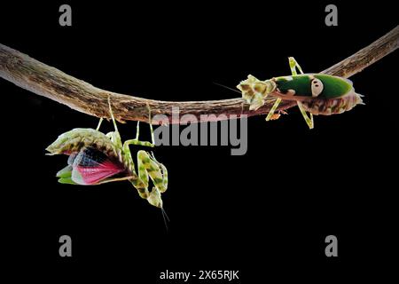 Kämpfende Armeekantis auf dem Ast Stockfoto