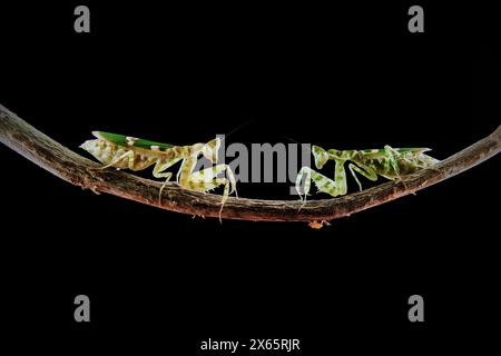 Kämpfende Armeekantis auf dem Ast Stockfoto