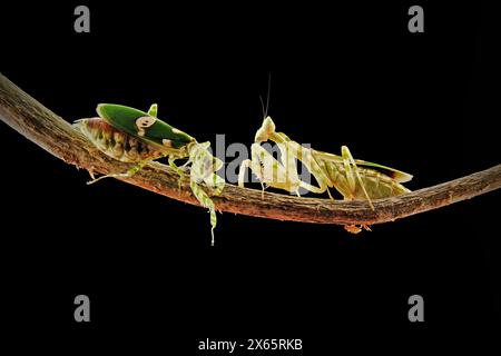 Kämpfende Armeekantis auf dem Ast Stockfoto