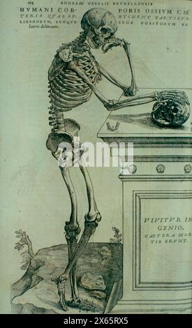 Denkendes Skelett, anatomische Illustration von de Humani Corporis von Andreas Vesalius, 16. Jahrhundert Stockfoto