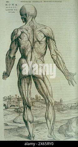 Hintermuskeln, anatomische Illustration von de Humani Corporis von Andreas Vesalius, 16. Jahrhundert Stockfoto