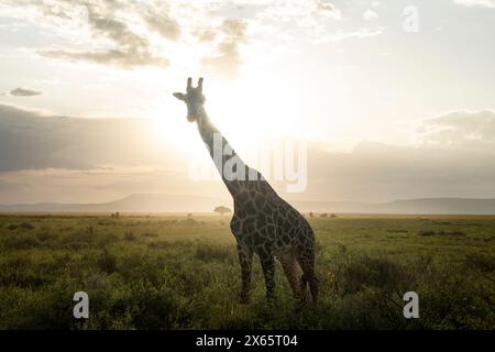 Eine Giraffe steht vor einem strahlenden Sonnenuntergang in der Serengeti. Stockfoto