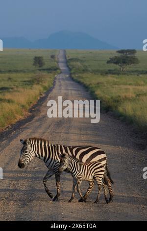 Gnus und Zebra überqueren einen kleinen Feldweg im offenen e Stockfoto