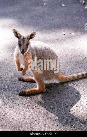 Das Gelbfüßige Rock-Wallaby hat eine helle Farbe mit einem weißen Wangenstreifen und orangen Ohren. Stockfoto