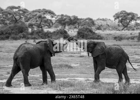 Junge Elefanten spielen in Schwarz-weiß vor Baobab tr Stockfoto