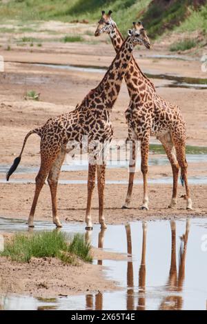 Ein Haufen Giraffen nimmt den Fotografen auf und nimmt einen br Stockfoto